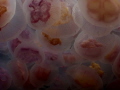   Who needs Palau Moon jellies taken Fleshwick Bay Isle Man. Canon G10 Ikelite DS125 strobe Man  